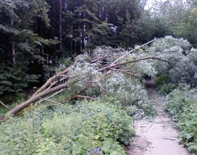 МЧС предупреждает нижегородцев о сильном ветре