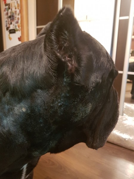 Нижегородские собаководы сообщают о рассыпанной отраве в парке «Швейцария» Нижегородские собаководы сообщают о рассыпанной отраве в парке «Швейцария»