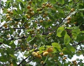 Канавинцы собирают абрикосовый урожай во дворе Канавинцы собирают абрикосовый урожай во дворе