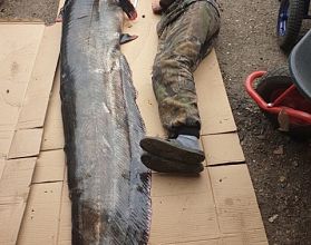 Сома-гиганта выловил рыбак в Нижегородской области Сома-гиганта выловил рыбак в Нижегородской области