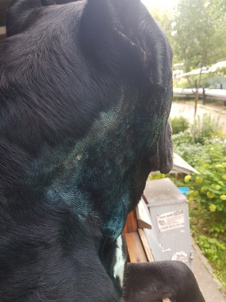 Нижегородские собаководы сообщают о рассыпанной отраве в парке «Швейцария» Нижегородские собаководы сообщают о рассыпанной отраве в парке «Швейцария»