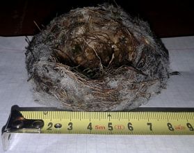 Нижегородские птицы свили гнездо из синтепона