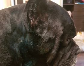 Нижегородские собаководы сообщают о рассыпанной отраве в парке «Швейцария» Нижегородские собаководы сообщают о рассыпанной отраве в парке «Швейцария»