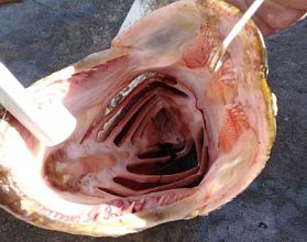 Нижегородский рыбак поймал гигантскую щуку