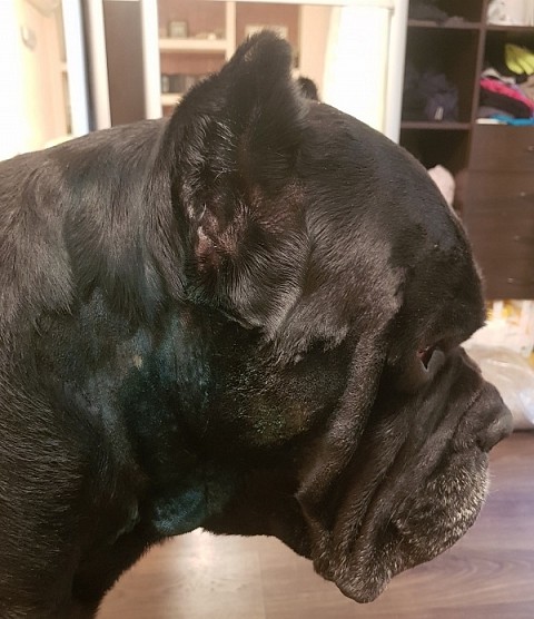 Нижегородские собаководы сообщают о рассыпанной отраве в парке «Швейцария» Нижегородские собаководы сообщают о рассыпанной отраве в парке «Швейцария»