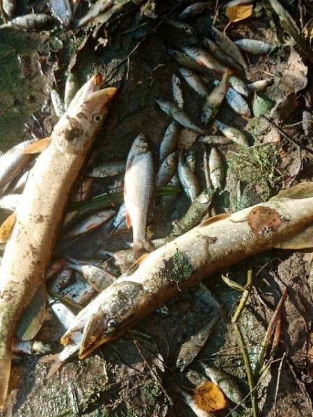 Очевидцы сообщают о массовой гибели рыбы на реке в Заволжье