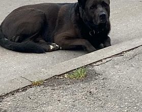 В Нижегородской области появился свой Хатико