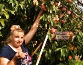 Нижегородцы собрали обильный урожай персиков