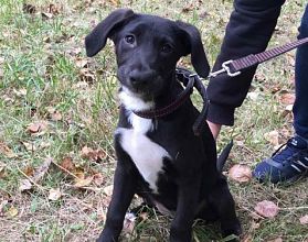 Нижегородцы обвинили приютского щенка в гибели кота
Нижегородцы обвинили приютского щенка в гибели кота