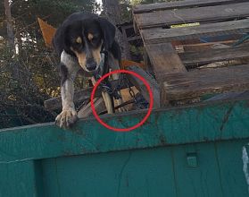 Щенка на цепи нашли в груде мусора в Семёнове