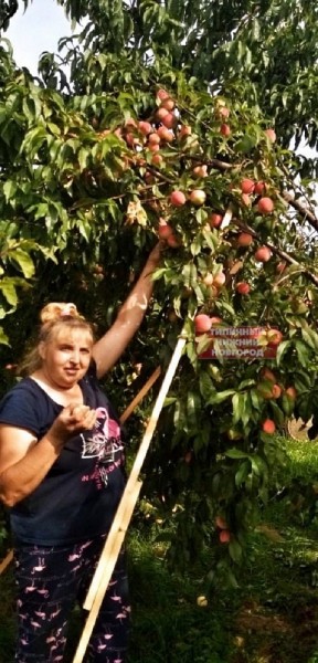 Нижегородцы собрали обильный урожай персиков