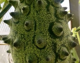 Жительница Кстовского района вырастила в квартире рогатую дыню