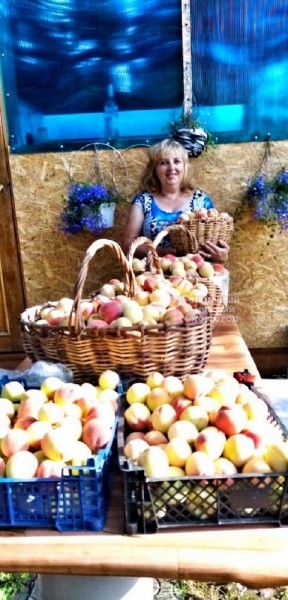 Нижегородцы собрали обильный урожай персиков