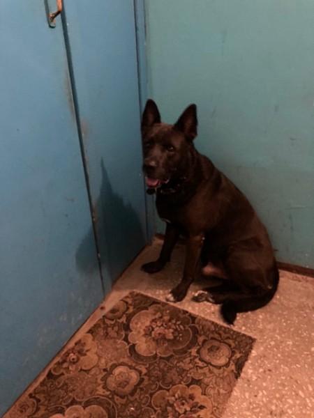 В Нижегородской области появился свой Хатико