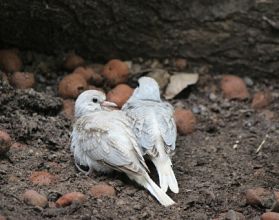 В нижегородском «Лимпопо» появились птенцы бриллиантовой горлицы В нижегородском «Лимпопо» появились птенцы бриллиантовой горлицы