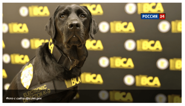 Служебных собак научили вынюхивать педофилов