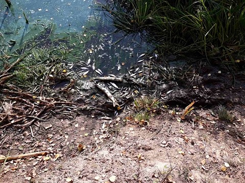 Очевидцы сообщают о массовой гибели рыбы на реке в Заволжье