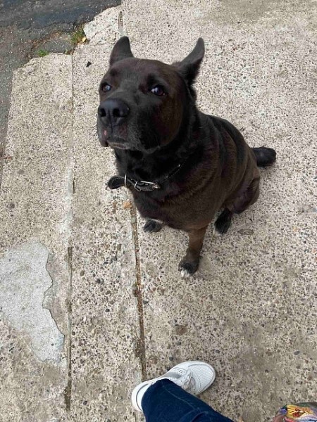 В Нижегородской области появился свой Хатико