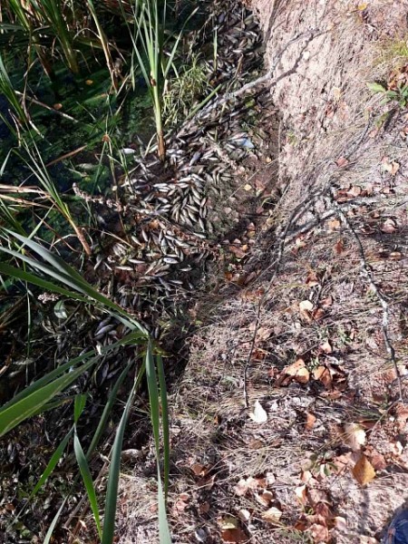 Очевидцы сообщают о массовой гибели рыбы на реке в Заволжье