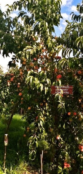 Нижегородцы собрали обильный урожай персиков