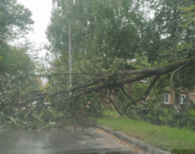 Улицу Панина перегородило упавшее дерево