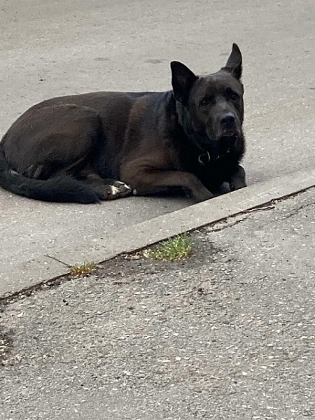 В Нижегородской области появился свой Хатико