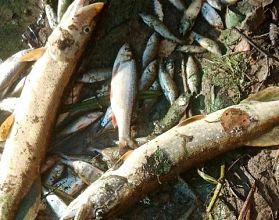 Очевидцы сообщают о массовой гибели рыбы на реке в Заволжье