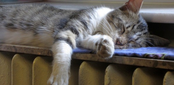 Более 80% школ и более 70% детсадов в Нижнем Новгороде обеспечены теплом