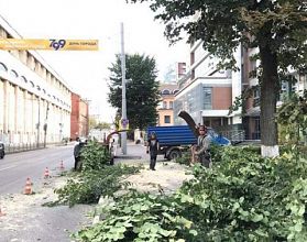 В центре Нижнего Новгорода срубили липовую аллею