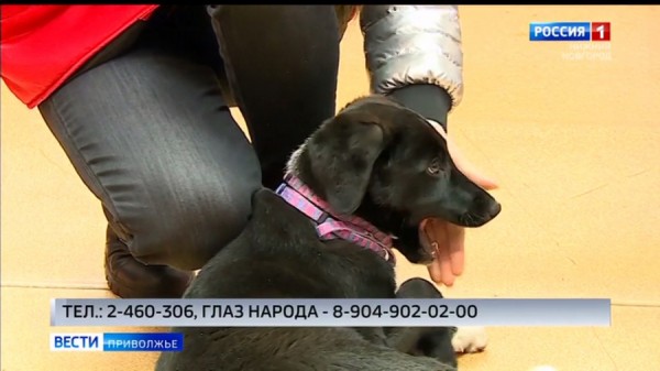 Спасенный щенок учится доверять людям Спасенный щенок учится доверять людям