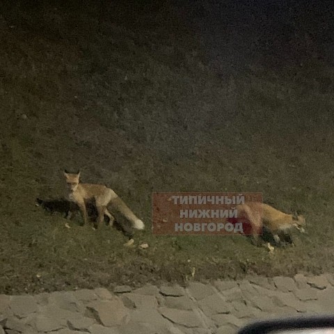 Два лисенка вышли на прогулку по Нижегородскому кремлю Два лисенка вышли на прогулку по Нижегородскому кремлю