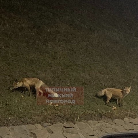 Два лисенка вышли на прогулку по Нижегородскому кремлю Два лисенка вышли на прогулку по Нижегородскому кремлю