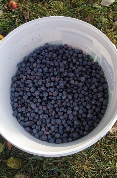 Нижегородцы собрали черничный урожай в октябре