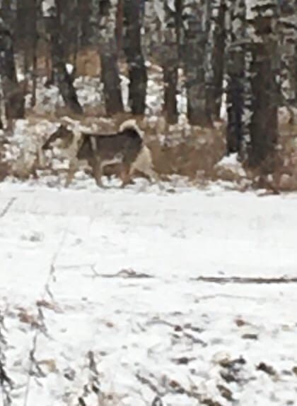 Агрессивная собака напала на жительницу Кстова с питомцем
