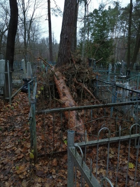 Спиленные деревья повредили могилы на кладбище под Дзержинском