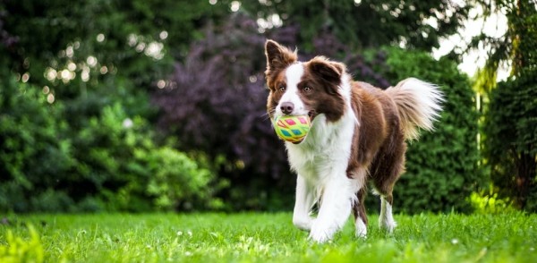 Акция в поддержку приютов для бездомных кошек и собак стартовала   в Приокском районе