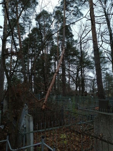 Спиленные деревья повредили могилы на кладбище под Дзержинском