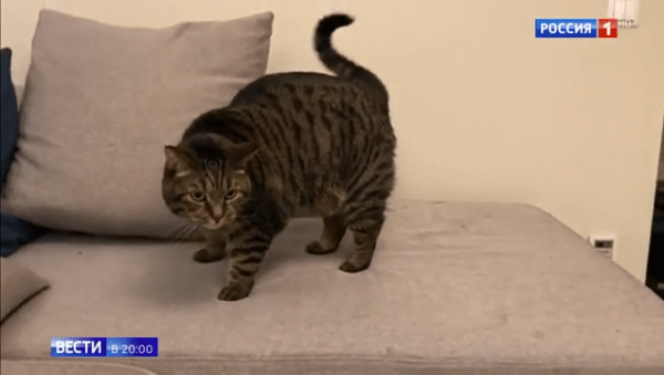 Россия – кошачья сверхдержава