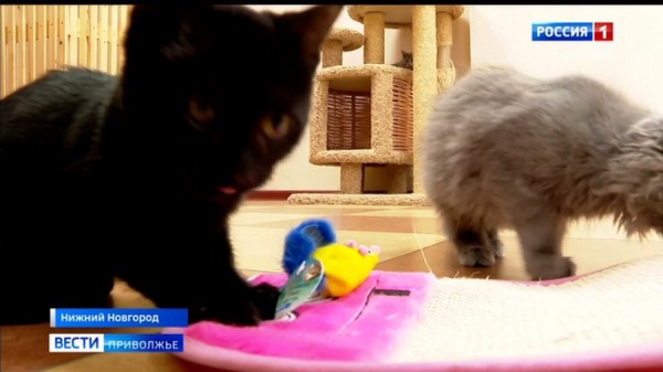 "Планета кошек" - рай для мохнатых мурлык