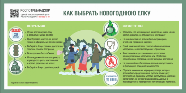 Эксперты рассказали нижегородцам, как выбрать новогоднюю елку