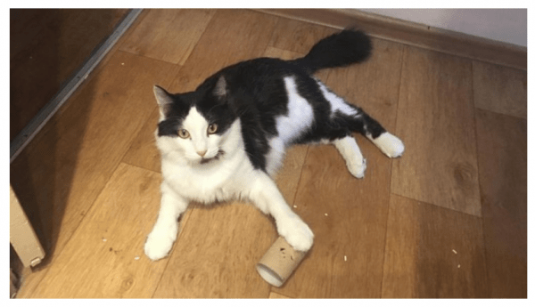 Кот Вася вызвал группу быстрого реагирования в ветклинику Кот Вася вызвал группу быстрого реагирования в ветклинику