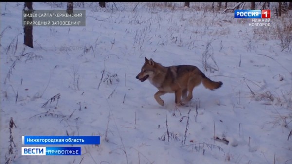 Ну, погоди! Кадры реальной погони волка за зайцем