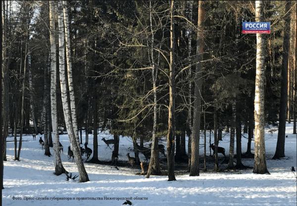 "Перепись" диких животных начинается в Нижегородской области