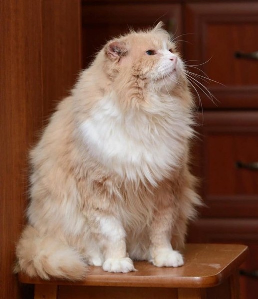 Умирающая хозяйка домашнего приюта раздает 60 кошек в Нижнем Новгороде