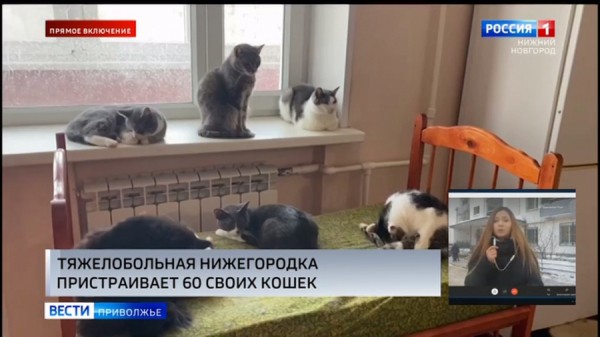 В добрые руки. Тяжелобольная нижегородская пенсионерка раздает своих кошек