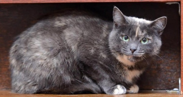 Умирающая хозяйка домашнего приюта раздает 60 кошек в Нижнем Новгороде