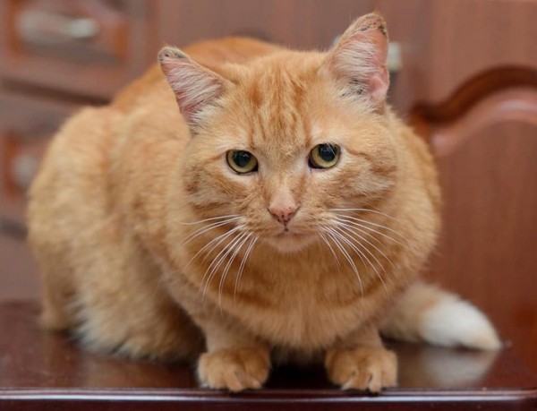 Умирающая хозяйка домашнего приюта раздает 60 кошек в Нижнем Новгороде