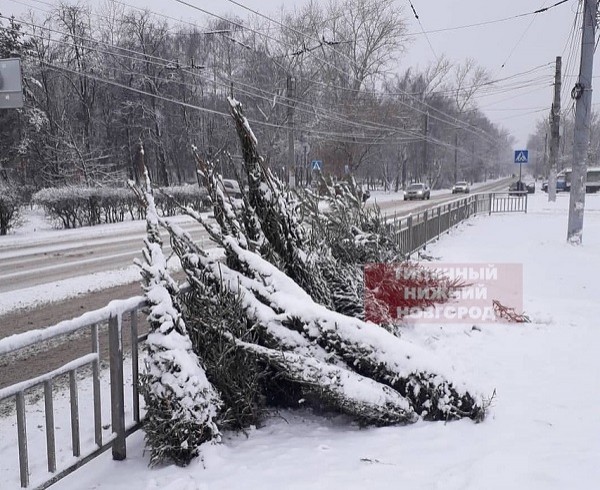 «Кладбище ёлок» появилось на улицах Нижнего Новгорода «Кладбище ёлок» появилось на улицах Нижнего Новгорода
