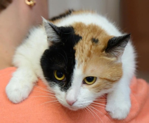 Умирающая хозяйка домашнего приюта раздает 60 кошек в Нижнем Новгороде