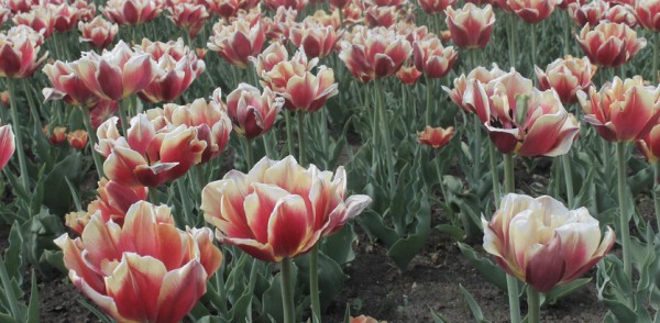 Площадь цветников в Сормове увеличат почти вдвое  к 800-летию Нижнего Новгорода